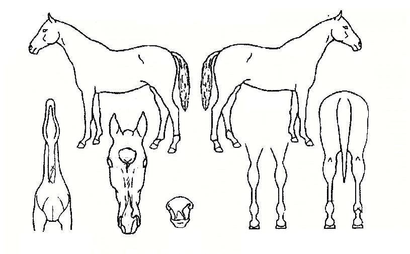 Ȳ�ݵ�ǳ�� ����,���,�޸�,�λ�,�ٸ��� Ư¡����