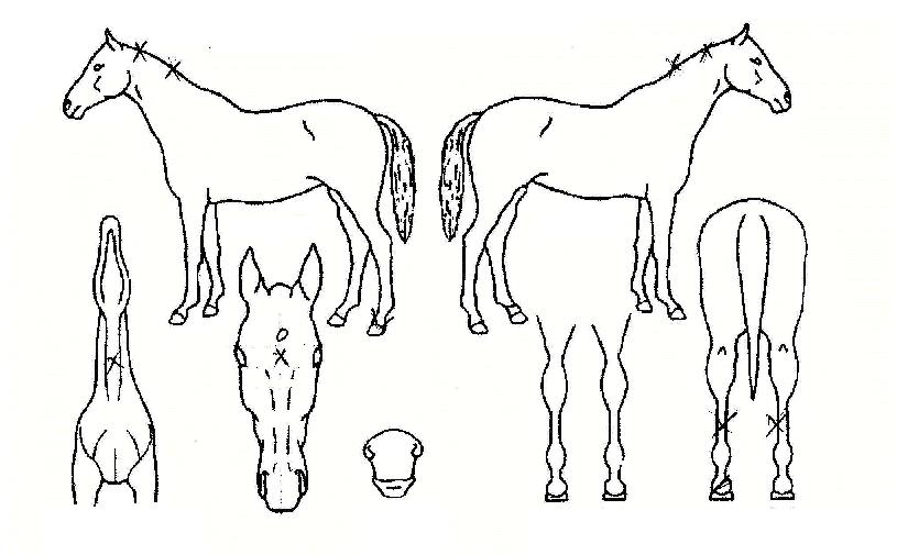 ÇØÇÇ¿øÀÇ Ãø¸é,¿ì¸é,µÞ¸é,µÎ»ó,´Ù¸®ÀÇ Æ¯Â¡µµÇØ