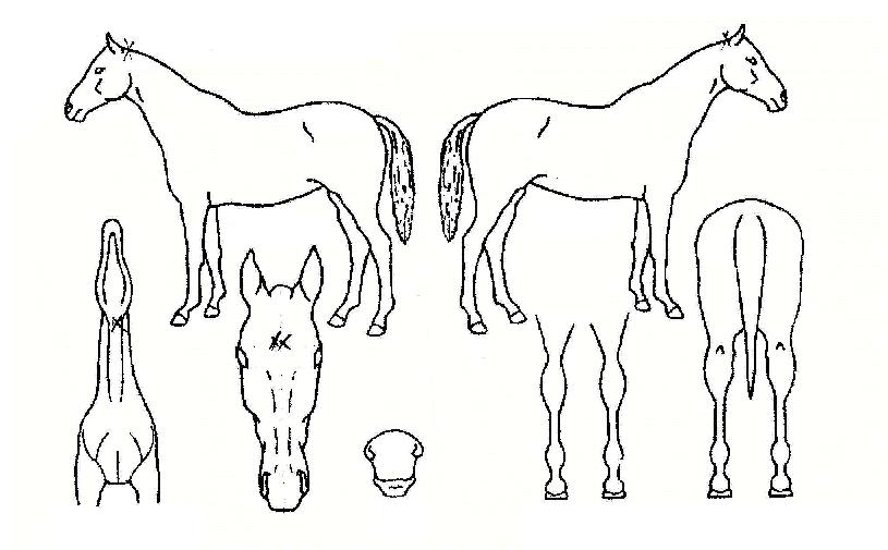 ������� ����,���,�޸�,�λ�,�ٸ��� Ư¡����