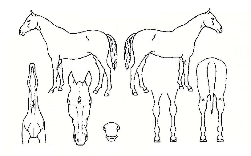 ��ǳ�� ����,���,�޸�,�λ�,�ٸ��� Ư¡����