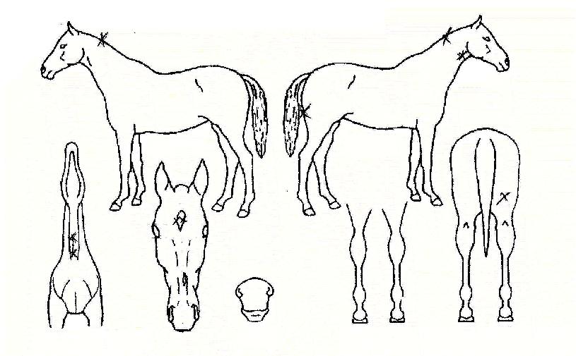 Á¦ÀÏÁöÁ¸ÀÇ Ãø¸é,¿ì¸é,µÞ¸é,µÎ»ó,´Ù¸®ÀÇ Æ¯Â¡µµÇØ