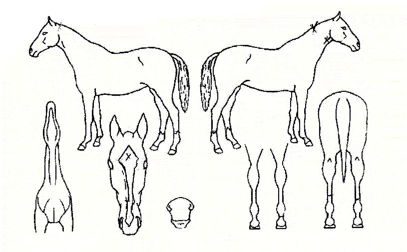 ¹«Àû°È£ÀÇ Ãø¸é,¿ì¸é,µÞ¸é,µÎ»ó,´Ù¸®ÀÇ Æ¯Â¡µµÇØ