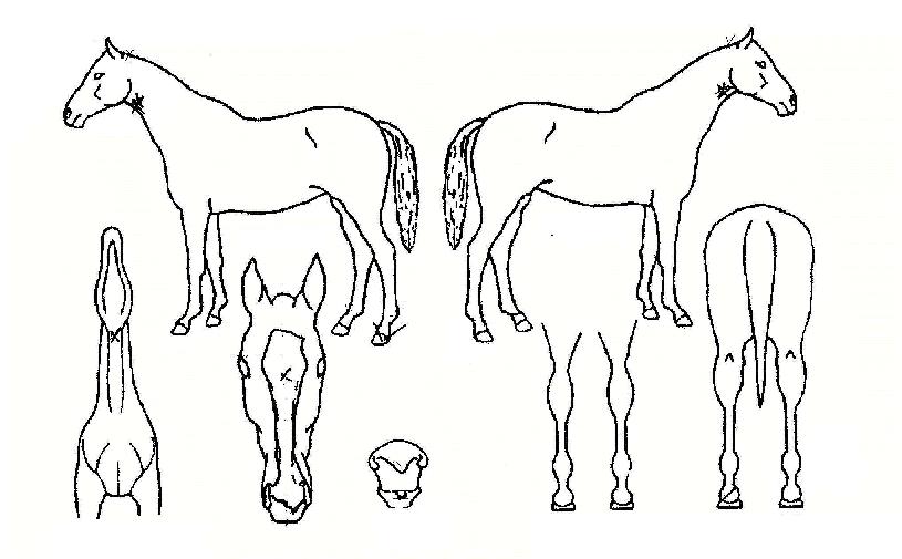 °ú½ÃÀÇ Ãø¸é,¿ì¸é,µÞ¸é,µÎ»ó,´Ù¸®ÀÇ Æ¯Â¡µµÇØ