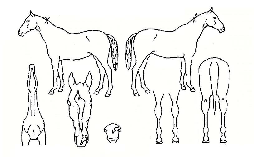 ÇѶó±â»óÀÇ Ãø¸é,¿ì¸é,µÞ¸é,µÎ»ó,´Ù¸®ÀÇ Æ¯Â¡µµÇØ