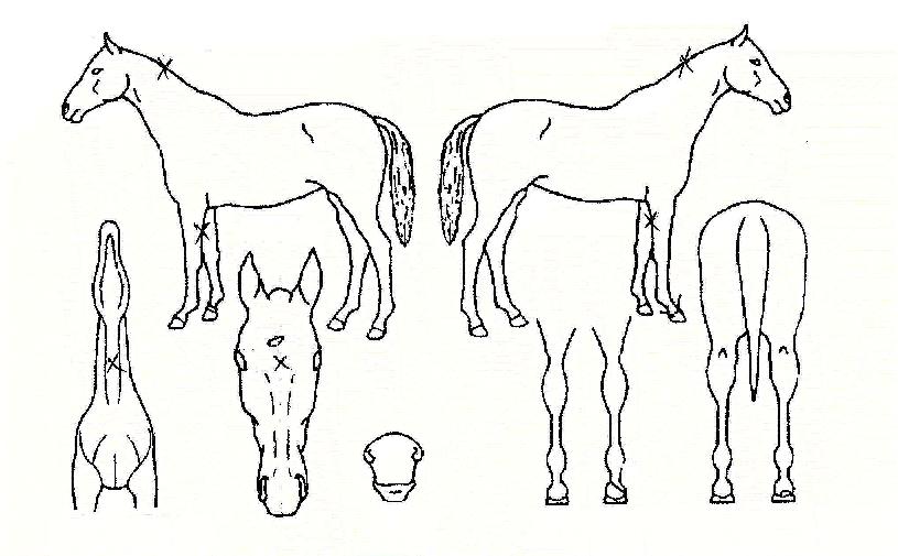 ½ÅÇü¿£ÁøÀÇ Ãø¸é,¿ì¸é,µÞ¸é,µÎ»ó,´Ù¸®ÀÇ Æ¯Â¡µµÇØ