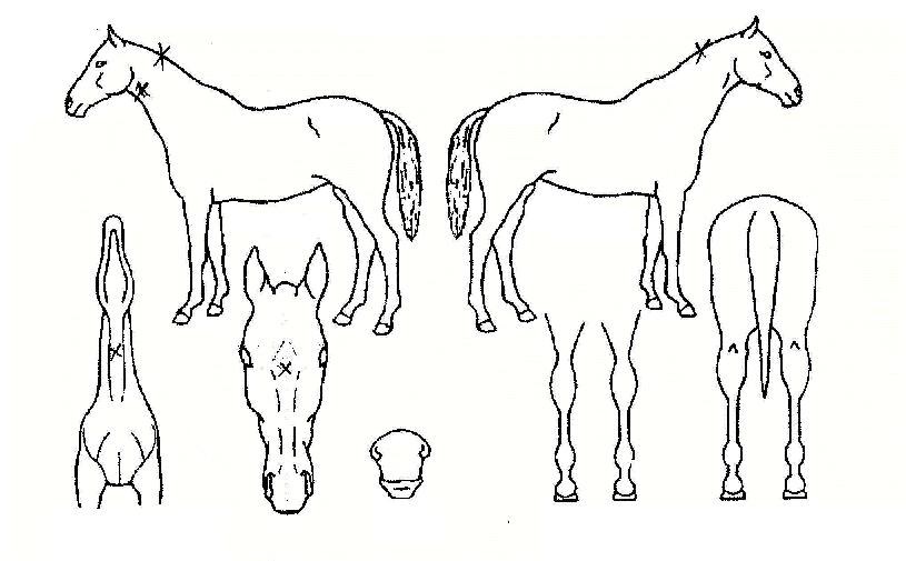 È÷¾î·ÎÀÇ Ãø¸é,¿ì¸é,µÞ¸é,µÎ»ó,´Ù¸®ÀÇ Æ¯Â¡µµÇØ