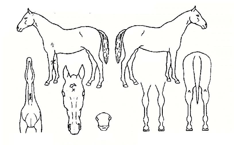 ³ª¿ì½ÃÄ«ÀÇ Ãø¸é,¿ì¸é,µÞ¸é,µÎ»ó,´Ù¸®ÀÇ Æ¯Â¡µµÇØ