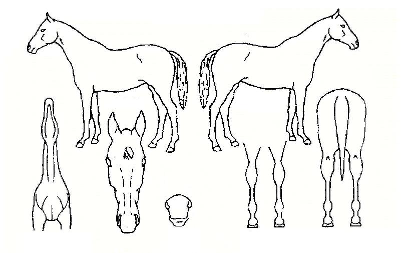 ¿ùÃâ»ç¶ûÀÇ Ãø¸é,¿ì¸é,µÞ¸é,µÎ»ó,´Ù¸®ÀÇ Æ¯Â¡µµÇØ