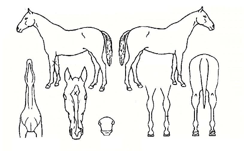 º£½ºÆ®À£ºùÀÇ Ãø¸é,¿ì¸é,µÞ¸é,µÎ»ó,´Ù¸®ÀÇ Æ¯Â¡µµÇØ