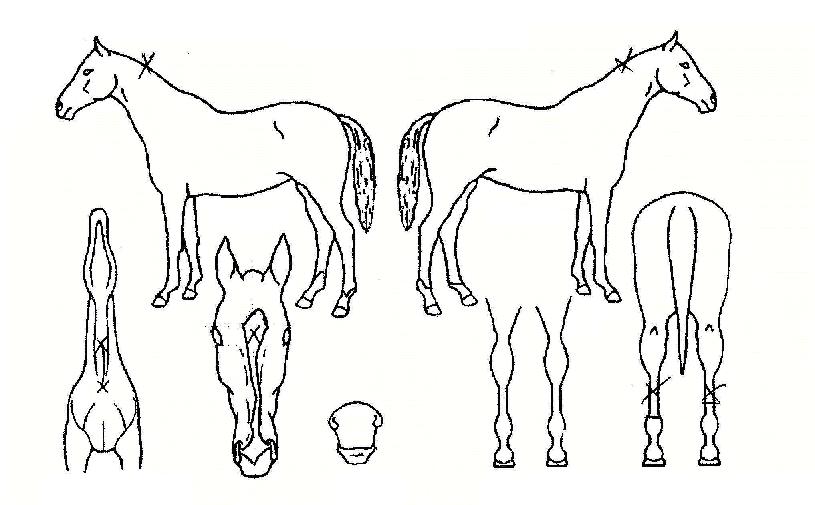 ¿¢¼³·±Æ®ÀÇ Ãø¸é,¿ì¸é,µÞ¸é,µÎ»ó,´Ù¸®ÀÇ Æ¯Â¡µµÇØ