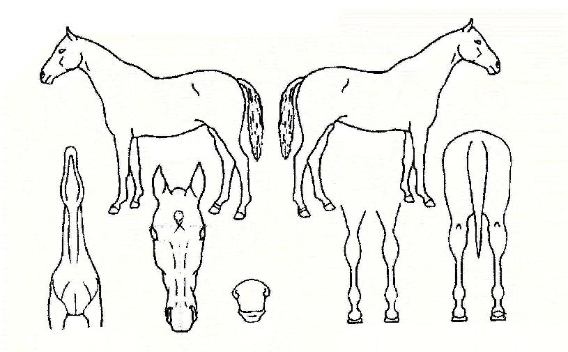 ���̻��� ����,���,�޸�,�λ�,�ٸ��� Ư¡����