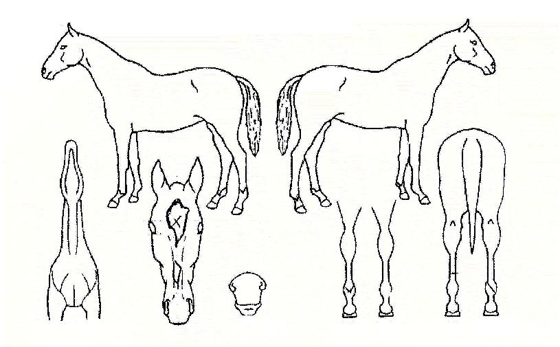 Àû±Ø¼ºÀÇ Ãø¸é,¿ì¸é,µÞ¸é,µÎ»ó,´Ù¸®ÀÇ Æ¯Â¡µµÇØ