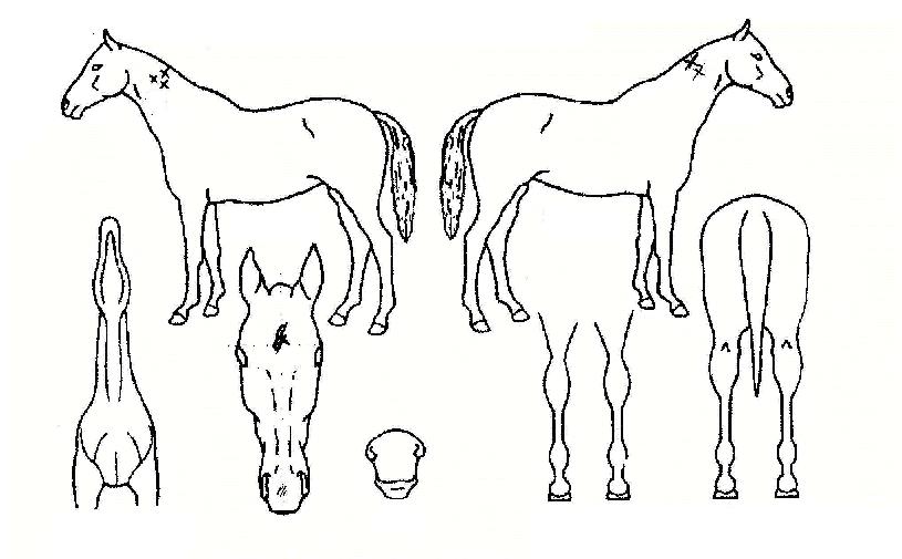 �ָ���ǳ�� ����,���,�޸�,�λ�,�ٸ��� Ư¡����