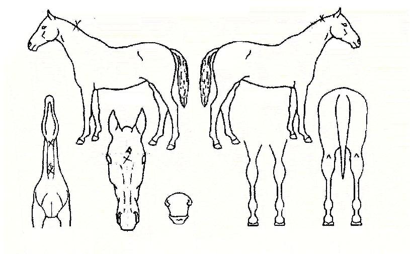 ���׼��� ����,���,�޸�,�λ�,�ٸ��� Ư¡����