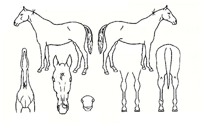 °í¼Ó´ë¿ÕÀÇ Ãø¸é,¿ì¸é,µÞ¸é,µÎ»ó,´Ù¸®ÀÇ Æ¯Â¡µµÇØ