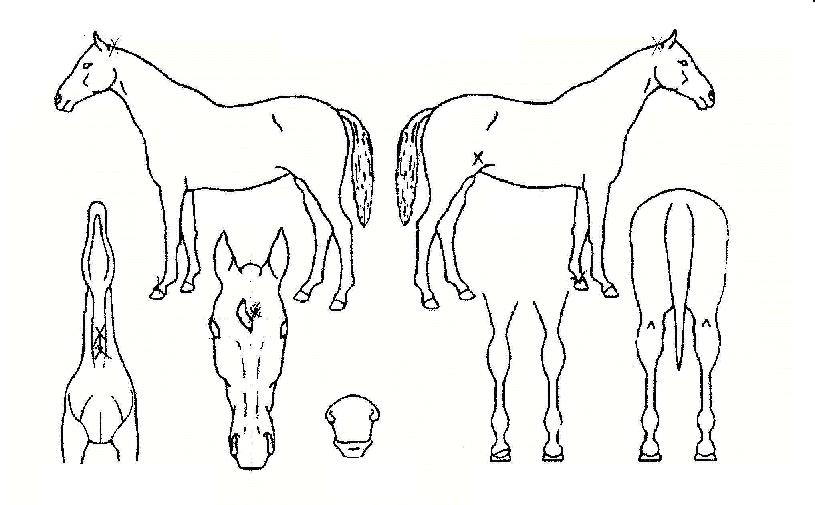 ���ǹ����� ����,���,�޸�,�λ�,�ٸ��� Ư¡����