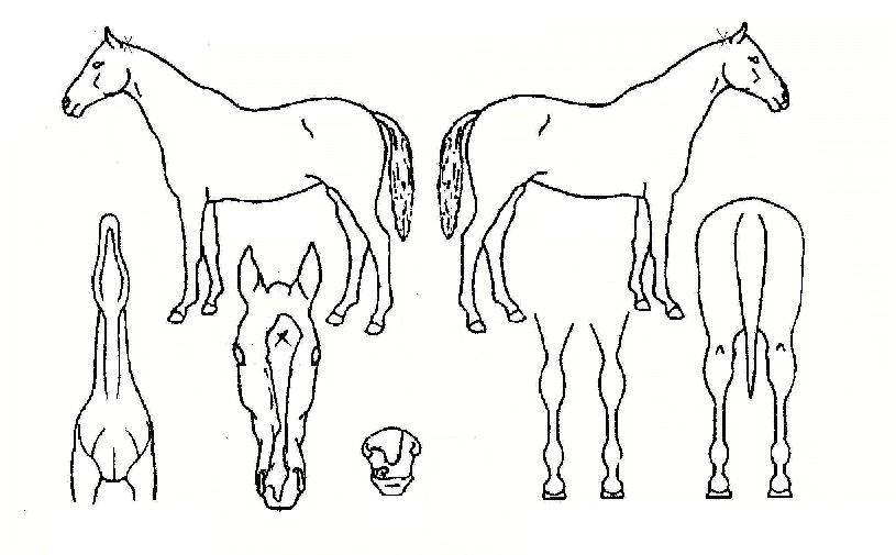 �������� ����,���,�޸�,�λ�,�ٸ��� Ư¡����