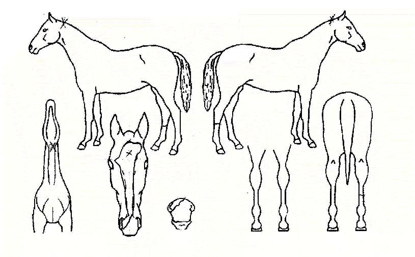 ÇǶó¹Ìµå½ºÄ«ÀÌÀÚ¸¶ÀÇ Ãø¸é,¿ì¸é,µÞ¸é,µÎ»ó,´Ù¸®ÀÇ Æ¯Â¡µµÇØ