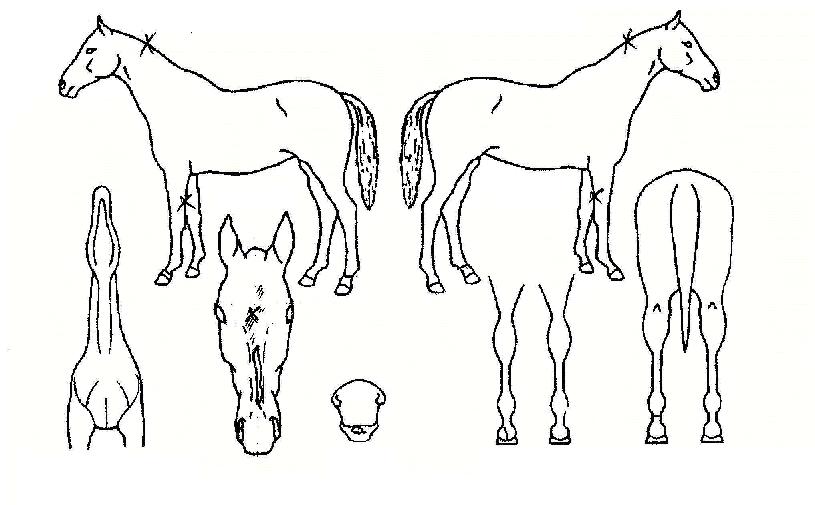 �����Ҹ��� ����,���,�޸�,�λ�,�ٸ��� Ư¡����