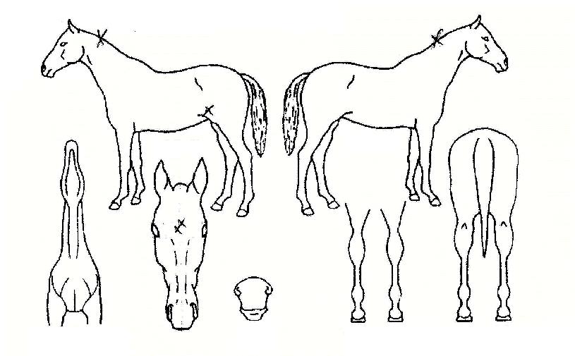 ���̽�Ƽ�ڸ��� ����,���,�޸�,�λ�,�ٸ��� Ư¡����