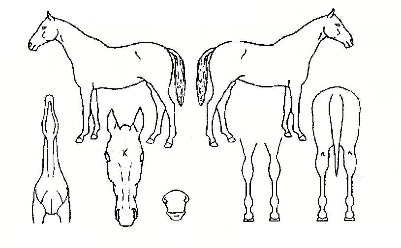 �ָ��Լ��� ����,���,�޸�,�λ�,�ٸ��� Ư¡����