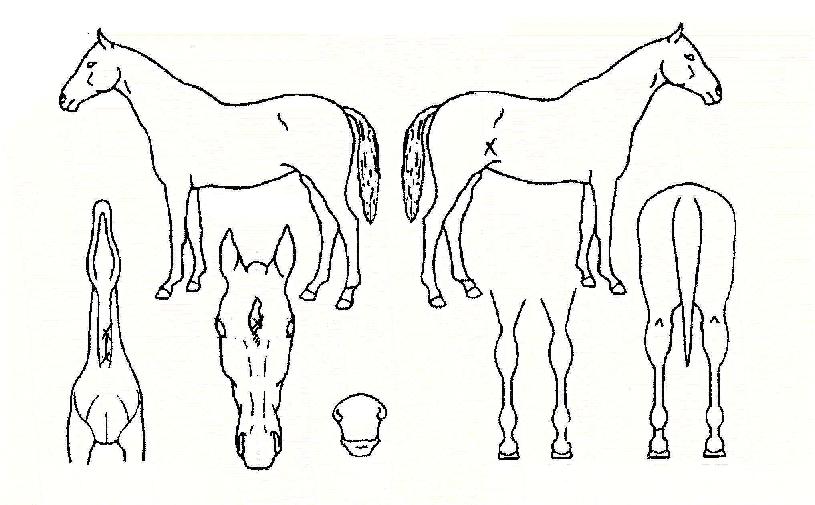 ÇÇ¿¡½ºÆ¼Å¸À̰ÅÀÚ¸¶ÀÇ Ãø¸é,¿ì¸é,µÞ¸é,µÎ»ó,´Ù¸®ÀÇ Æ¯Â¡µµÇØ