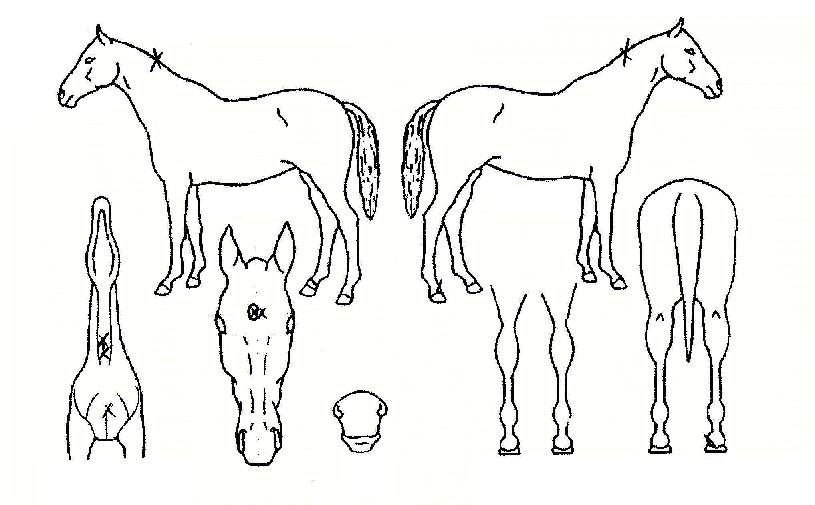 ¿ÕÇÏ·ç¹æÀÇ Ãø¸é,¿ì¸é,µÞ¸é,µÎ»ó,´Ù¸®ÀÇ Æ¯Â¡µµÇØ