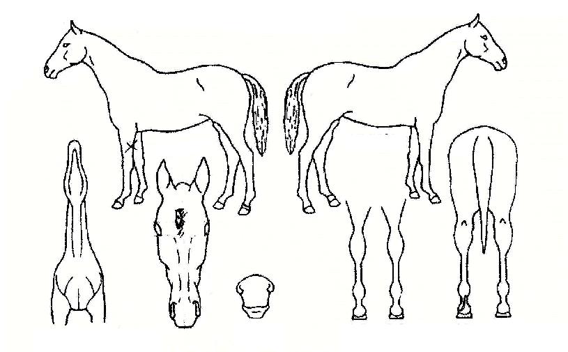 ��������� ����,���,�޸�,�λ�,�ٸ��� Ư¡����