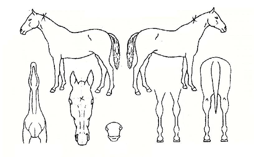 ½ºÀ§ÇÁÆ®ÀÇ Ãø¸é,¿ì¸é,µÞ¸é,µÎ»ó,´Ù¸®ÀÇ Æ¯Â¡µµÇØ