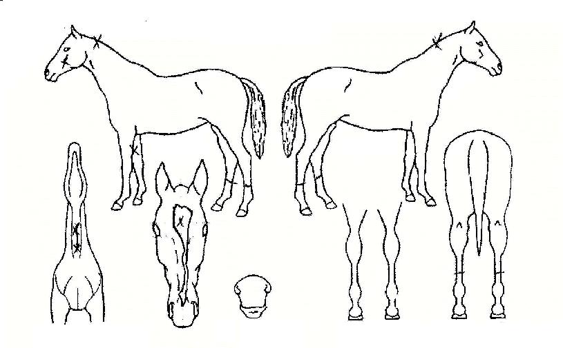 ÀÌ·´Æ®ÀÇ Ãø¸é,¿ì¸é,µÞ¸é,µÎ»ó,´Ù¸®ÀÇ Æ¯Â¡µµÇØ