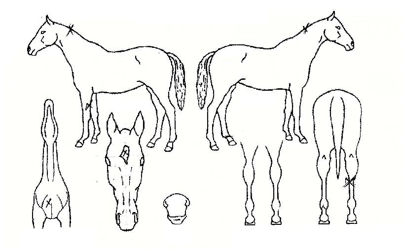 ¸Þ´Þ¹Ú½ºÀÇ Ãø¸é,¿ì¸é,µÞ¸é,µÎ»ó,´Ù¸®ÀÇ Æ¯Â¡µµÇØ