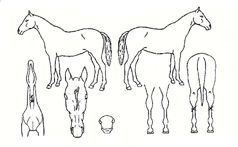 ����ȯȣ�� ����,���,�޸�,�λ�,�ٸ��� Ư¡����