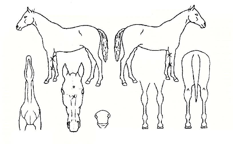 �ֶѷ��� ����,���,�޸�,�λ�,�ٸ��� Ư¡����