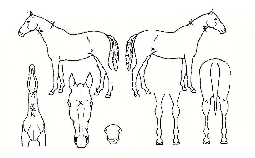 ������Ʈ�� ����,���,�޸�,�λ�,�ٸ��� Ư¡����