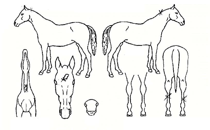 ����ũ�� ����,���,�޸�,�λ�,�ٸ��� Ư¡����