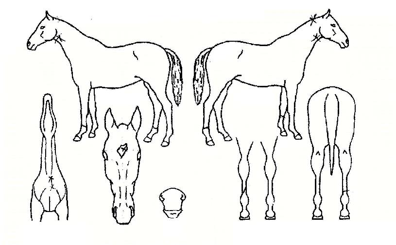 ¼±´õº¸ÀÌÀÇ Ãø¸é,¿ì¸é,µÞ¸é,µÎ»ó,´Ù¸®ÀÇ Æ¯Â¡µµÇØ