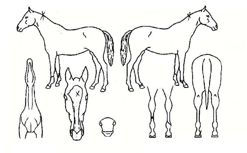 ¹ÝµµÀǺ°ÀÇ Ãø¸é,¿ì¸é,µÞ¸é,µÎ»ó,´Ù¸®ÀÇ Æ¯Â¡µµÇØ