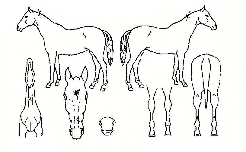 »õº®Àå»çÀÇ Ãø¸é,¿ì¸é,µÞ¸é,µÎ»ó,´Ù¸®ÀÇ Æ¯Â¡µµÇØ