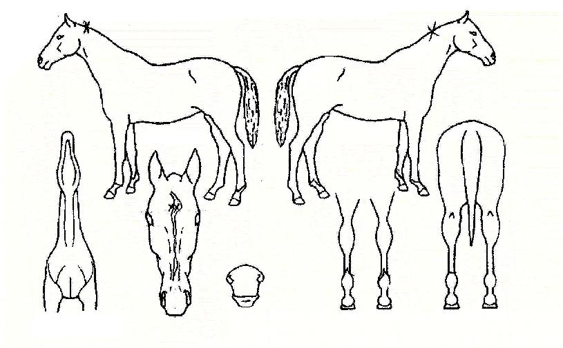 û�������� ����,���,�޸�,�λ�,�ٸ��� Ư¡����