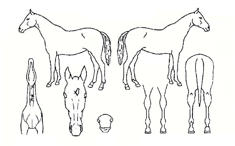 ŰƼȣũÀÇ Ãø¸é,¿ì¸é,µÞ¸é,µÎ»ó,´Ù¸®ÀÇ Æ¯Â¡µµÇØ