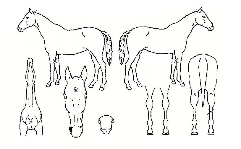 ·³ÇÁ½´°ÅÀÇ Ãø¸é,¿ì¸é,µÞ¸é,µÎ»ó,´Ù¸®ÀÇ Æ¯Â¡µµÇØ