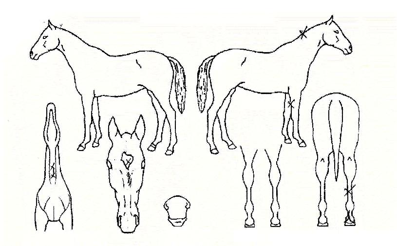 ¸Ó¸°ÃÊÀ̽ºÀÇ Ãø¸é,¿ì¸é,µÞ¸é,µÎ»ó,´Ù¸®ÀÇ Æ¯Â¡µµÇØ