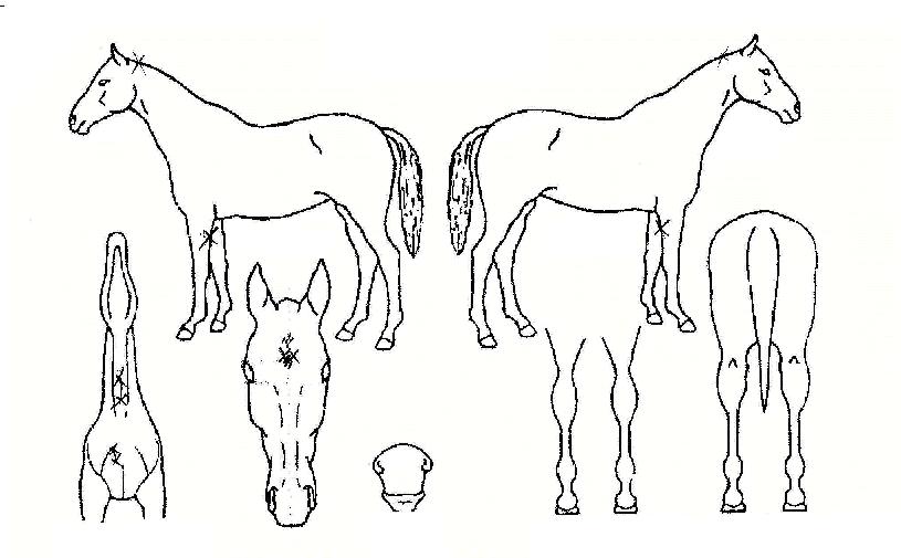 ¸¶Ãʽº¸¶ÀÏÀÇ Ãø¸é,¿ì¸é,µÞ¸é,µÎ»ó,´Ù¸®ÀÇ Æ¯Â¡µµÇØ