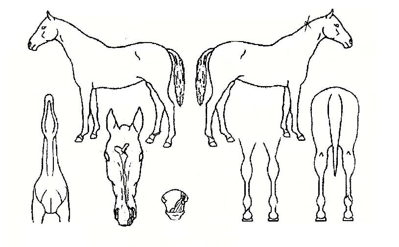 ´Üµ¶µ¹ÀÔÀÇ Ãø¸é,¿ì¸é,µÞ¸é,µÎ»ó,´Ù¸®ÀÇ Æ¯Â¡µµÇØ