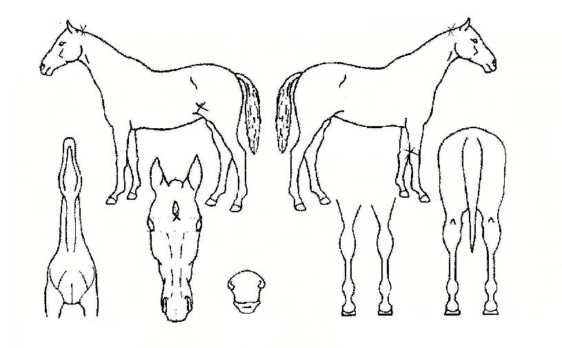 ����ǳ�� ����,���,�޸�,�λ�,�ٸ��� Ư¡����