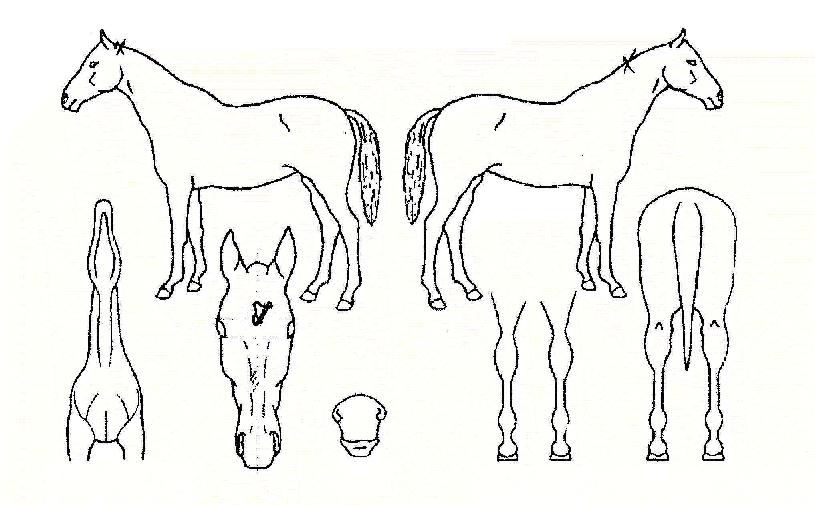 Æ®·»µåÀÇ Ãø¸é,¿ì¸é,µÞ¸é,µÎ»ó,´Ù¸®ÀÇ Æ¯Â¡µµÇØ