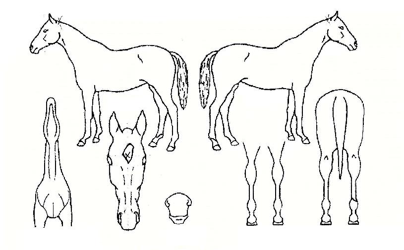 �ö������ ����,���,�޸�,�λ�,�ٸ��� Ư¡����