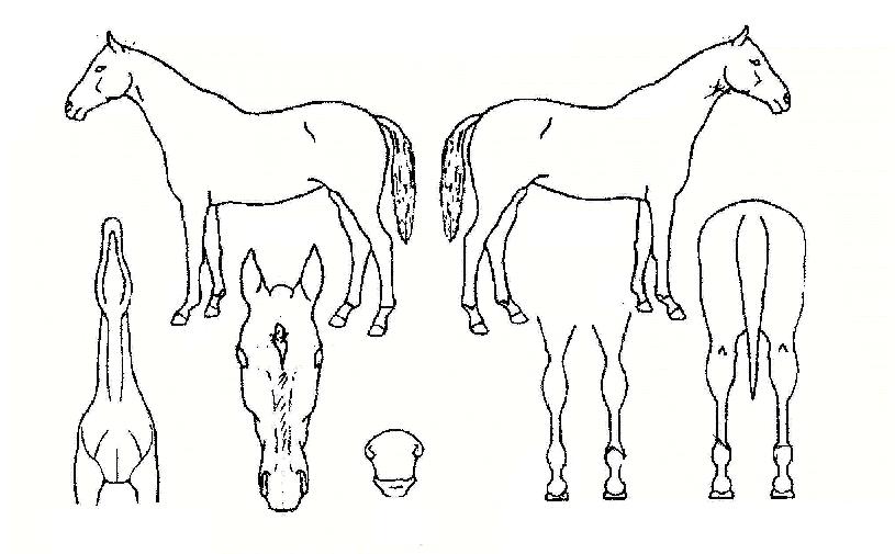 ¿©ºñ·æÀÇ Ãø¸é,¿ì¸é,µÞ¸é,µÎ»ó,´Ù¸®ÀÇ Æ¯Â¡µµÇØ