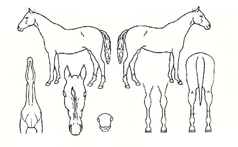 ����Ÿ�̰��ڸ��� ����,���,�޸�,�λ�,�ٸ��� Ư¡����