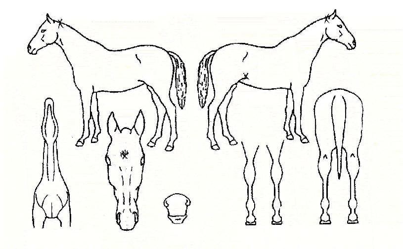 �������� ����,���,�޸�,�λ�,�ٸ��� Ư¡����